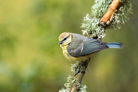 Eurasian Blue Tit (Cyanistes caeruleus) juvenile perched on a branch, Andalusia, Spain