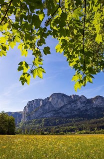 Maple tree and spring flower meadow with dragon wall, Mondseeland, Salzkammergut, Upper Austria,
