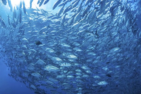 Underwater photo Large school of bigeye jack mackerel (Caranx sexfasciatus) Bigeye jack mackerel