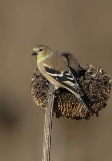 American Goldfinch (Spinus tristis), Ohio, USA