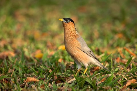 Brahminy Starling (Sturnia pagodarum) perched on the ground, Jurong Lake Garden, Singapore