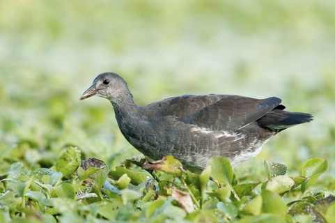 Common Moorhen (Gallinula chloropus), Texas, USA