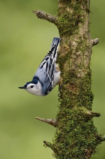 White-breasted Nuthatch (Sitta carolinensis) climbs down a tree, Maine, USA