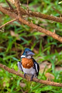 Amazon kingfisher (Chloroceryle amazona), perching station, Costa Rica, Central America