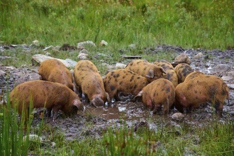 Piglets playing in the muddy area of a rural meadow, pig breed, Oxford Sandy and Black, Scotland,