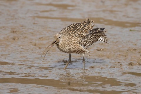 Eurasian curlew (Numenius arquata) adult wading bird calling on a mudflat, Norfolk, England, United