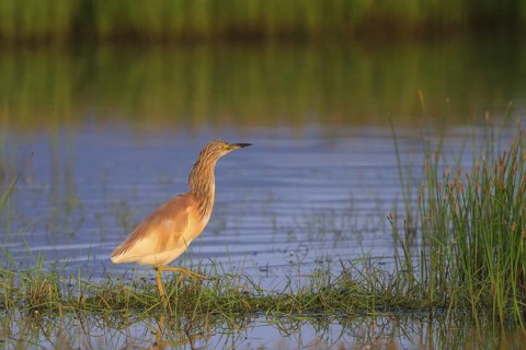 Squacco Heron (Ardeola ralloides) foraging, Greece