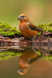 Red Crossbill (Loxia curvirostra) male, Utrecht, Netherlands
