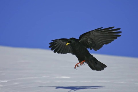 Alpine Chough (Pyrrhocorax graculus) landing, Bavaria, Germany
