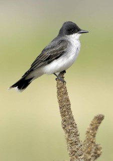 Eastern Kingbird (Tyrannus tyrannus), Canada