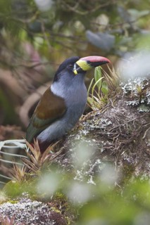 Gray-breasted Mountain-Toucan (Andigena hypoglauca) perched on a branch in Ecuador, South America