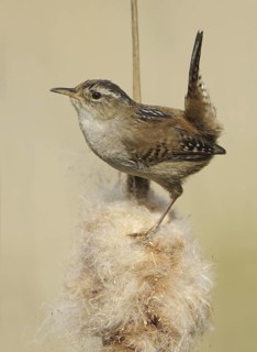 Marsh Wren (Cistothorus palustris), British Columbia, Canada