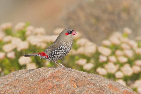 Red-eared Firetail (Stagonopleura oculata), Western Australia, Australia