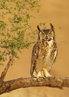 Great Horned Owl (Bubo virginianus), Texas, USA
