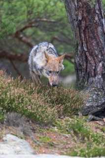 One young male eurasian gray wolf (Canis lupus lupus) running thru a forest with rocks and heather.