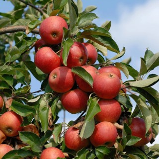 Apple, Apple (Malus domestica 'Elstar'), Germany