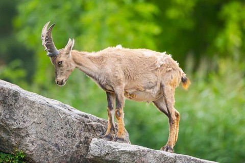 Alpine ibex (Capra ibex), male standing on a rock, Bavaria, Germany