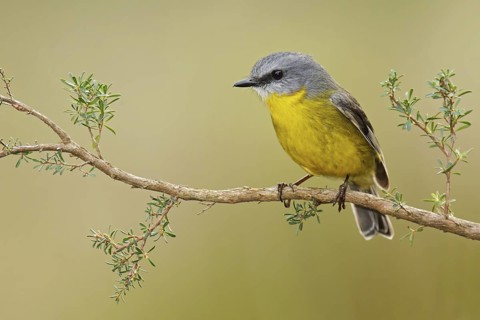 Eastern Yellow Robin (Eopsaltria australis), Victoria, Australia