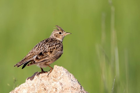 Eurasian Skylark (Alauda arvensis) perched on a rock, Castile and Leon, Spain