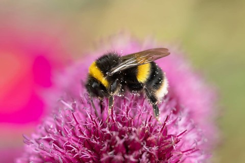 Buff tailed bumblebee (Bombus terrestris) adult bee insect feeding on a garden Allium flower in
