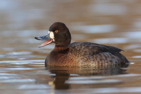 Lesser Scaup (Aythya affinis) female, British Columbia, Canada