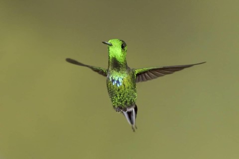 Black-bellied Thorntail (Discosura langsdorffi), Ecuador