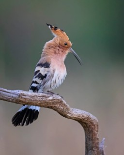 Eurasian Hoopoe (Upupa epops) perched on a branch, Saxony-Anhalt, Germany