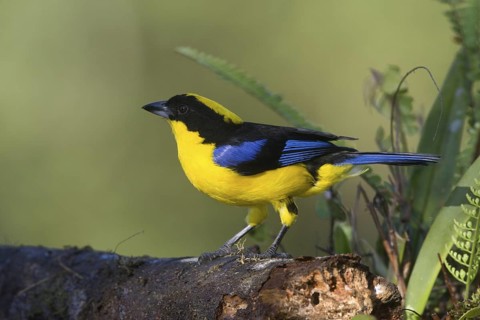 January 6, 2010 A beautiful Blue-winged Mountain Tanager stopping at a feeder at Sachatamia Lodge