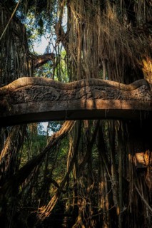 Bridge in the jungle, lianas in the jungle, Sacred monkey forest, Ubud, Bali, Indonesia
