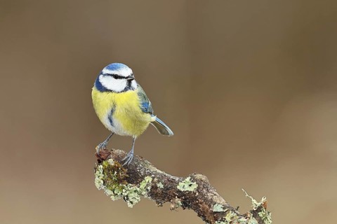 Blue tit (Parus caeruleus), sitting on a branch overgrown with lichen, Wilnsdorf, North