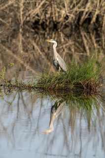 Grey heron (Ardea cinerea), Vulkaneifel, Rhineland-Palatinate, Germany