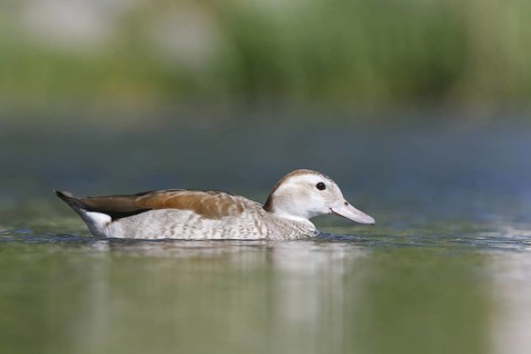 Ringed Teal (Callonetta leucophrys), Baden-Wuerttemberg, Germany
