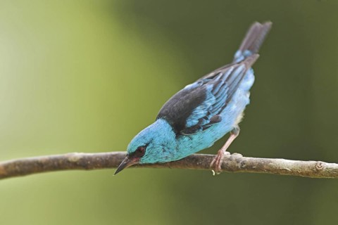 Blue Dacnis (Dacnis cayana) male, Costa Rica