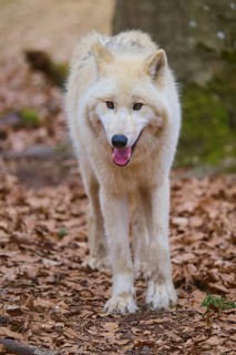 A white wolf with a cheerful expression stands on a ground covered with leaves, Arctic wolf (Canis