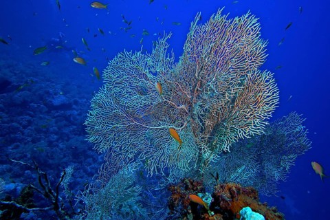 Giant fan coral (Annella mollis)