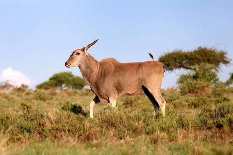 Eland (Taurotragus oryx), adult, walking, foraging, Mokala National Park, Northern Cape, South