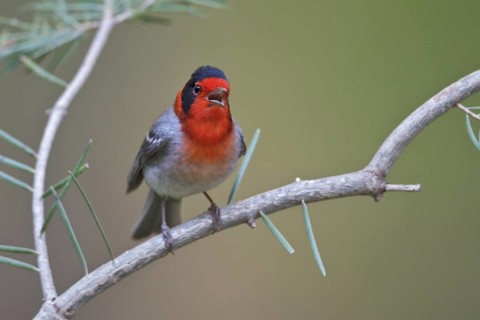 Red-faced Warbler (Cardellina rubrifrons) perched on a branch in southern Arizona, USA