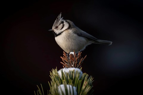 Crested Tit (Parus Scalloped ribbonfish) sitting on branch in pine tree (Pinus) in winter, Korpo or