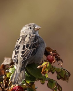 House Sparrow (Passer domesticus) female, Schleswig-Holstein, Germany