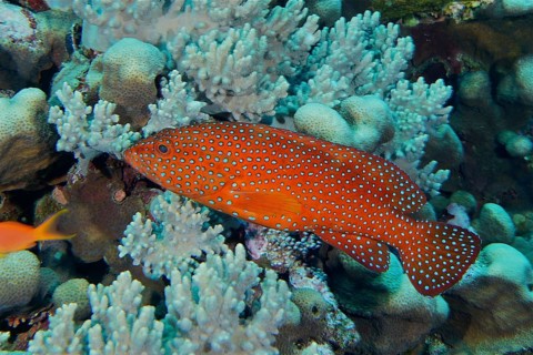 Jewelled grouper (Cephalopholis oligosticta)