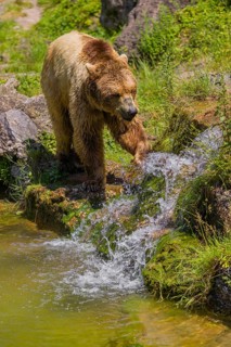 An eurasian brown bear (Ursus arctos arctos) walks along a creek towards a little cascade, that