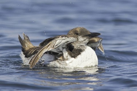 Common Murre (Uria aalge), Newfoundland, Canada