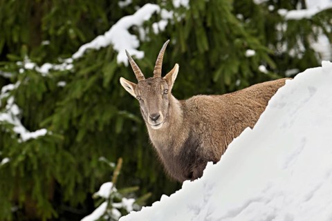Alpine ibex (Capra ibex), in a snowy landscape, Captive, Switzerland