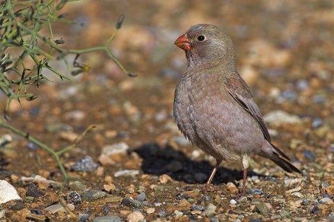 Trumpeter Finch (Bucanetes githagineus), Morocco