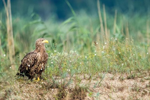 White-tailed Eagle (Haliaeetus albicilla) on ground, Danube Delta, Romania