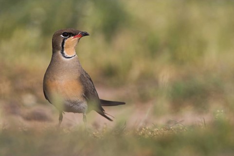 Collared Pratincole (Glareola pratincola), Lesvos, Greece