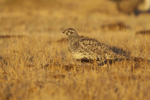 Sage Grouse (Centrocercus urophasianus) female, California, USA