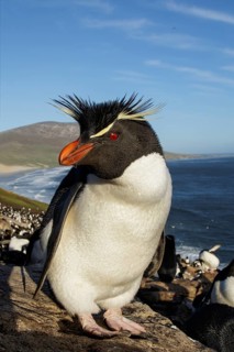 Rockhopper Penguin (Eudyptes chrysocome) at a nesting colony in the Falkland Islands