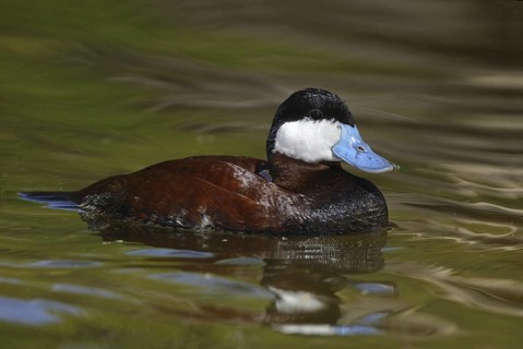 Ruddy Duck (Oxyura jamaicensis), Arizona, USA