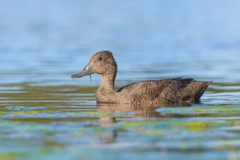 Freckled Duck (Stictonetta naevosa) female, Victoria, Australia
